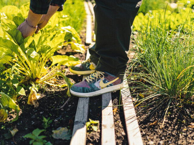 Nike’s releasing the Dunk Low SP ‘Community Garden’ this week